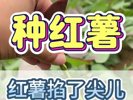 红薯掐了尖儿,产量翻两番 #种红薯 #红薯种植 #三农流量扶持计划 #创作者激励计划 #农村生活