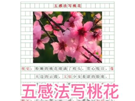 五感法写桃花#五感法#小学作文 #桃花