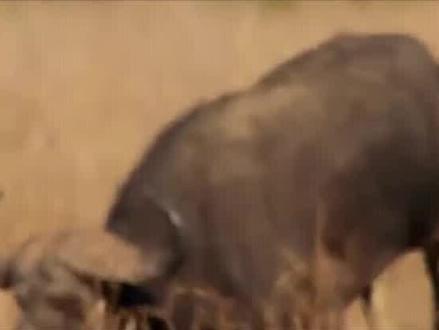 为何人类至今不吃食肉动物,只吃食草动物?只是因为不好吃吗?