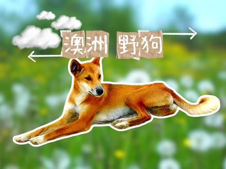 澳洲既然也有“中华田园犬”?#动物世界 #宠物 #科普 #田园犬