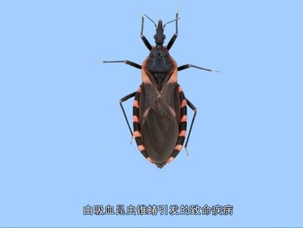 #好样说虫子 嘴巴像匕首一样的虫子,猎蝽!