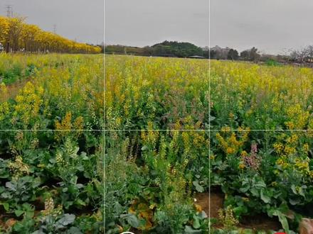 分享油菜花拍照5个出片技巧📸花海拍照通用 #油菜花拍照 #是时候去拍油菜花海了 #花海拍照 #和春天的花花合个影 #抖音摄影美学大赏