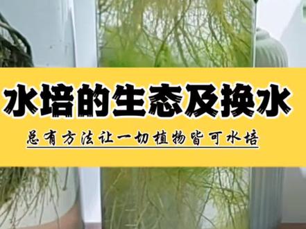 水培植物不要频繁换水,水生根系生态圈是由微生物菌群建立稳定 水培植物频繁换水反而会打破水生根生态平衡,今天分享如何换水。无论是有绿藻的植物还是通过根系遮光来保持水质的植物,都可以做到3个月以上不换水。真正的水生根系生态建立,是一个溶氧及微生物菌群形成稳定的复杂过程,你会发现即使有代谢物也会是凝结沉淀底部,脏但不浑浊,清澈的水质就是微生物生态的净化能力。可以2-3个月换一半水,先将植物提起,根系上成丝状的绿藻离开水就不易清理,放在盆中自然飘起,用牙刷轻轻转动就可以梳理掉,少量绿藻可不管。如果旧的水质没有变色异味,将顶层干净的水与一半新水混合,我瓶器中的黑壳虾也要逮进去。将植物重新放好,后续补水时夏季可以直接从顶部加水,冬季因光照不足建议提起加水,否则篮内水分得不到蒸发易引起基部腐烂,水培植物如何换水,水不脏不换或者换一半。水培植物不要频繁换水,水生根系生态圈是由微生物菌群建立稳定。#水培植物 #水培先生 #植物科普 #爱生活爱养花 #米叶冬青