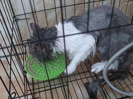 0基础小白教程教你怎么让猫咪不怕水,建议反复观看!#科学养宠 #养宠进阶指南 #猫洗澡 @DOU+小助手