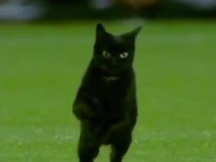 踏上了诺坎普的草地,对上了梅西的眼神,猫生圆满了 #巴萨