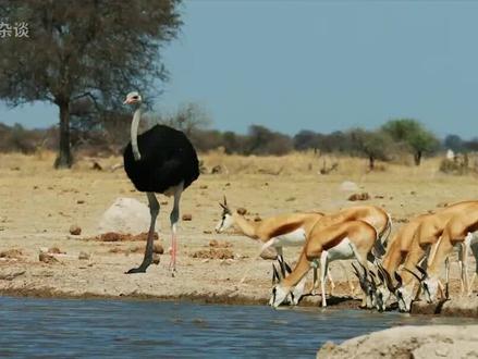 胆小到头埋沙子里?它能一脚踢死狮子! #鸵鸟 #动物 #野生动物 #流言终结者