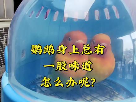 鹦鹉身上羽毛总有一种难闻的味道,用咱家除臭喷剂很好解决! #鹦鹉 #王十三的鹦鹉用品店铺 #神奇动物在抖音 #萌宠日常记录 #分享鹦鹉知识