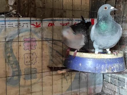 斑鸠鸽子配对第4天踩背成功了,公斑鸠踩背后的表情太搞笑了吧