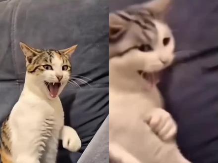 🐱猫咪打拳AI教程来啦!功夫猫怎么生成?猫咪练拳AI特效、制作配方全解锁,还有猫猫打拳原视频参考~
想知道猫一拳威力多大?教程里全有!用小云雀Seedance2.0一键直出,轻松搞定爆款~
#由小云雀seedance2.0制作 #小云雀AI #小云雀爆款马上成片 #小云雀seedance #用小云雀Agent短剧一键直出