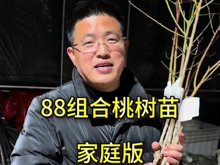 #桃树苗 #桃树苗育苗基地 #桃树苗新品种 #桃树苗新品种