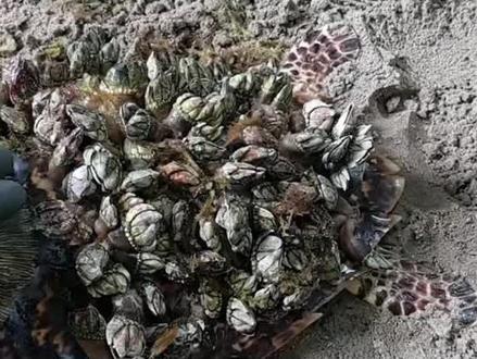 被老外讨厌的藤壶,中国人却视为珍宝#科普 #冷知识 #知识分享 #舌尖上的美食