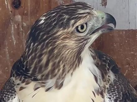 混进来一只奇怪的鸽子#信鸽赛鸽