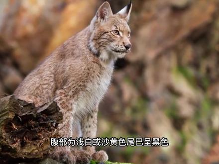 狞猫VS猞猁,谁的战斗力更强?体型能否决定最终结果 #野生动物 #动物 #人类的朋友 #猫科动物 #大自然