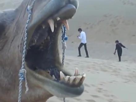 为什么骆驼吃仙人掌不怕被刺扎?#涨知识