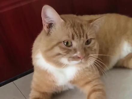 你不洗澡你很牛逼是吗?你很臭啊 #顽皮猫猫挑战赛 #小猫#抽象#运镜#橘猫