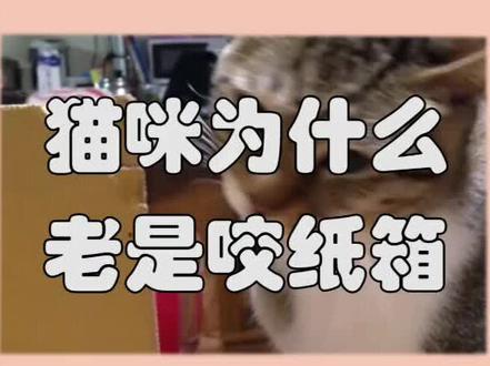 猫咪为什么老是咬纸箱?#宠物 #包子脸鲜猫饭 #猫咪猫咪 @抖音小助手