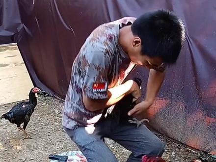 人工授精全过程,一个人操作有点慢,同行请见谅#人工授精#斗鸡文化