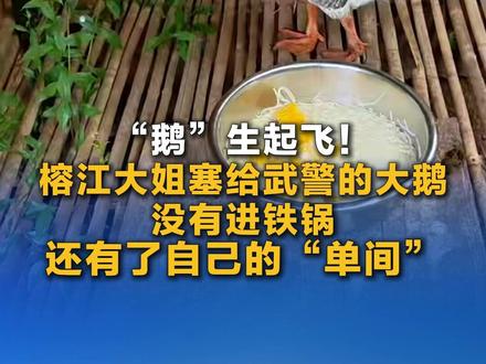 “鹅”生起飞!榕江大姐塞给武警的大鹅没有进铁锅,还有了自己的“单间”。
