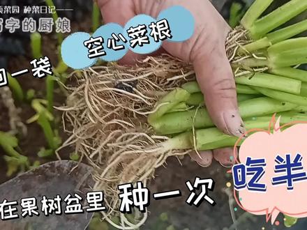菜摊要回一袋空心菜根,套种在果树盆里,种一次吃半年,随摘随吃