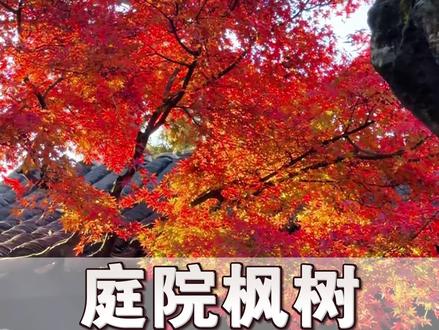 庭院枫树别乱种