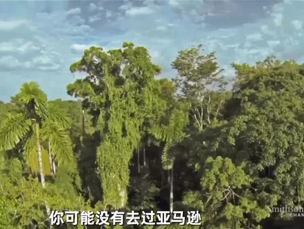 你知道亚马逊雨林吗?