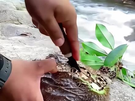 分享16种水果,一定让你朋友别瞎吃#三农 #水果#植物科普