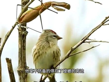 螳螂捕蝉,黄雀在后是真的吗?你见过捕雀的螳螂吗?