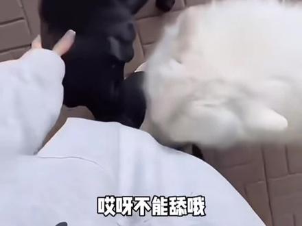 盘点那些被小动物们制裁的人类!保护动物,人人有责!#看一遍笑一遍笑得肚子疼 #动物的迷惑行为 #保护动物从我做起