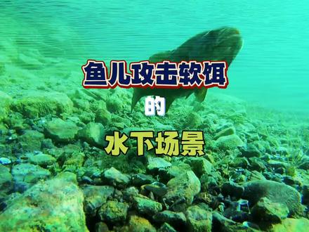 软饵的水下呈现和鱼口的对接#假饵 #dou是钓鱼人 #路亚#钓鱼技巧