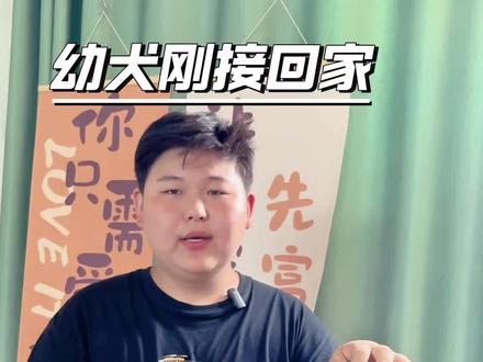 幼犬刚接回家,新手家长必看#宠物#罗威纳#春风犬舍