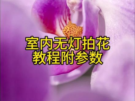 在家轻松把花拍出高级感教程来了,室内拍摄很暗,第一就是要调高感光度,一般1600左右,快门速度能高就高一些,1/100以上最好,打开镜头防抖开关,光圈F5.6可以虚化多一些,但是容易跑焦,新手建议F8—11,有三脚架一定用三脚架更稳,可以用手机手电辅助打光。#摄影技巧 #学摄影 #拍花技巧 #拍摄技巧 #拍照技巧