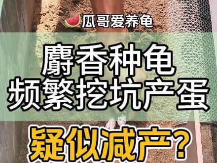 麝香种龟频繁挖坑产蛋,疑似减产?
#我的养龟日记 #创作者中心 #创作灵感 #麝香龟 #麝香龟繁殖