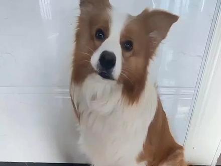 萌宠认物挑战胡萝卜纸巾测试,以为训对了结果是蒙的...#萌宠期末考试等你交卷 #萌宠认物挑战 #以为训对了结果是蒙的 #狗狗的心思都写在脸上了 #边牧