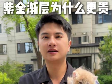 为什么紫金渐层比其他稀有色渐层贵 #紫金渐层 #渐层 #长毛猫 #西安猫舍 #蓝金渐层