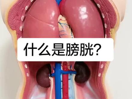 人体器官的膀胱#健康 #科普 #知识分享 #养生 #健康科普 #身体#身体器官#中医 #上热门 @DOU+小助手