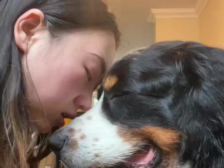 狗狗走的那天,你哭了吗?#不养狗不知道养狗的乐趣 #一张照片证明你的宠物被你养的很好 #养狗人 #家庭伴侣犬