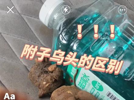 区别附子和乌头 这样能通俗易了嘛 ,有人说三年附子四年乌头是因为用附子花的种子来培育,所以需要三年,现在吗种植直接是用附子来种植需要一年就可以挖了#倪海厦 #附子 #中药材 #传承中医文化 #