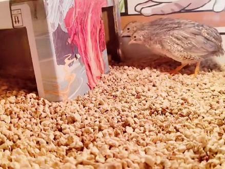 今天教你用纸箱子给家里的宠物鸡宠物鸭做一个窝。市面上的鸡窝要打几十块,我们利用纸箱子变废为宝做个宠物别墅🏡#家庭园艺 #小院改造 #废物利用变废为宝 #纸箱改造