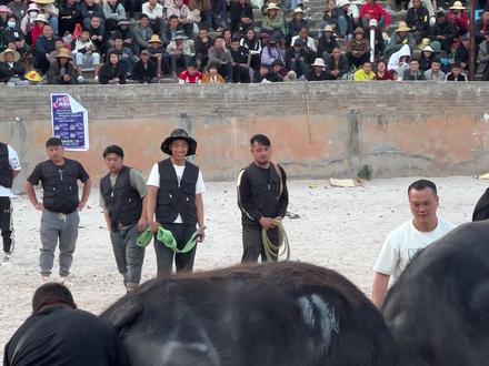 石林路美邑春节斗牛赛场趣事