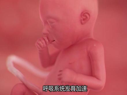 怀孕第6月,胎宝宝成长变化 ·
👋宝妈们,快来看看胎宝宝这四周的奇妙变化吧!
🌟第21周:小橙子宝宝的初动🌟
宝宝大小:像个小橙子,身长约18-20厘米,重300-350克。
成长:开始有轻微胎动,肺部开始发育。
宝妈感受:胎动越来越明显,像小手小脚在捣鬼。
·
🌈第22周:小南瓜宝宝的听力觉醒🌈
宝宝大小:像个小南瓜,身长约22厘米,重400-450克。
成长:听力敏锐,能听清妈妈心跳和外界声音。
宝妈感受:和宝宝说话时,宝宝会回应胎动。
·
🍂第23周:小西瓜宝宝的“练拳”时光🍂
宝宝大小:像半个小西瓜,身长约24-26厘米,重500-550克。
成长:肌肉有力,开始挥动小拳头。
宝妈感受:胎动多样化,像翻跟头或打太极。
·
🚀第24周:小西瓜宝宝的感光探索🚀
宝宝大小:像个小西瓜,身长约26-28厘米,重600-650克。
成长:眼睛开始感光,能感知光线变化。
宝妈感受:强光照射时,宝宝会有胎动反应。
·
💖小贴士💖
保持好心情,和宝宝多互动。
定期产检,关注宝宝健康。
合理饮食,适当锻炼,为宝宝到来做准备。
✨期待宝宝的到来!✨
·
记得点赞+收藏,分享给更多宝妈哦!👶💕
#胎儿发育 #准妈妈 #养胎指南#孕期日常 #新手爸妈