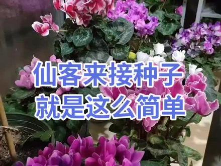 仙客来接种子就是这么简单#养花我是认真的 @DOU+小助手