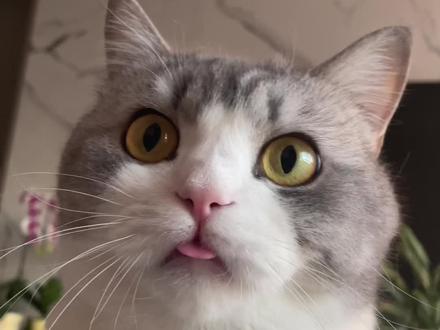 猫咪这样吐舌头那就要注意了⚠️因为他在装可爱 #宠物成精 #萌宠出道计划 #小猫咪的迷惑行为 #创作者中心 #创作灵感