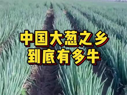 中国大葱之乡——章丘,到底有多牛?#章丘大葱 #农业 #新农人计划2022 #一亩田 @抖音小助手