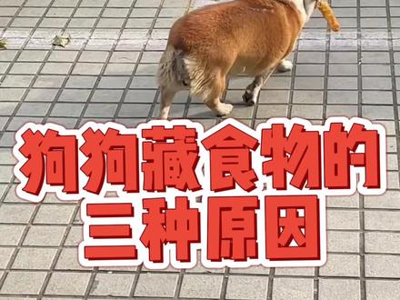 狗狗藏食物的原因#狗狗 #狗狗藏食物 #新手养狗