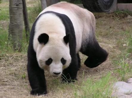 在国外去世的大熊猫,你都知道吗? #熊猫 #动物 #科普一下 #学生党 #科普