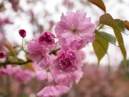 春风一吹,这里就美成了童话。我的宝藏赏花地分享给大家#周末趣大观 #樱花季 #亲子游玩好去处