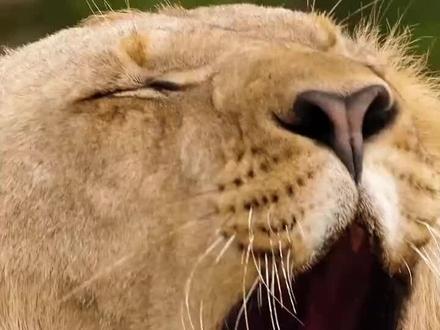 50种动物的叫声,你都听过吗? # 自然奇境科普季