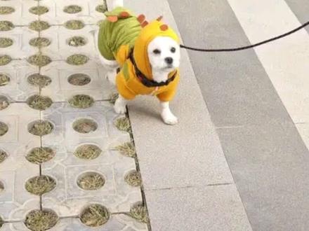 #养宠物哪有不疯的 #小狗狗能有什么坏心思 凶猛霸王龙的霸龙八式