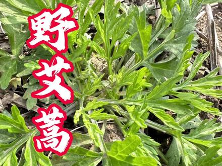 春天随处可见的草本#野艾蒿 ,跟艾草不一样哦,野艾蒿嫩叶可以做成各种民间小吃,请注意区分哦🍀
#野生植物 #植物科普 #春天的味道