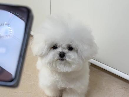 这是被豆包冤枉的第几只小狗了? #修勾